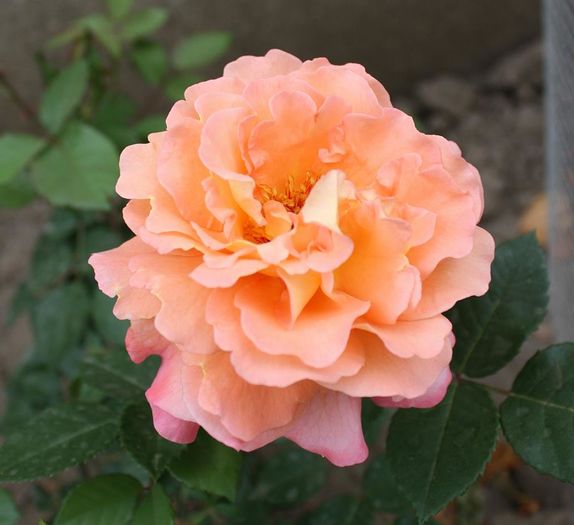 11407178_448861365290605_757583281505546830_n