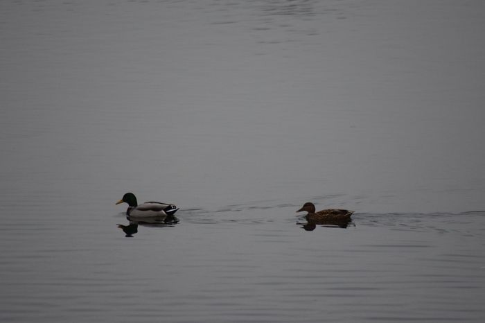 11057710_864452150342497_5076583945280804884_o - DE PRIN NATURA