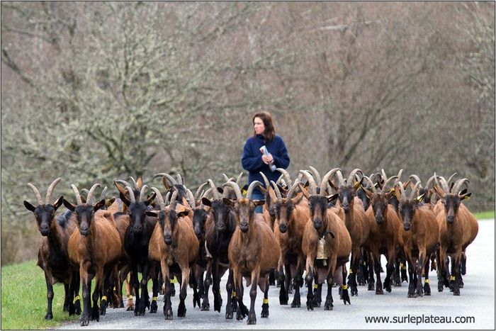 Femeia cu Alpinele-76