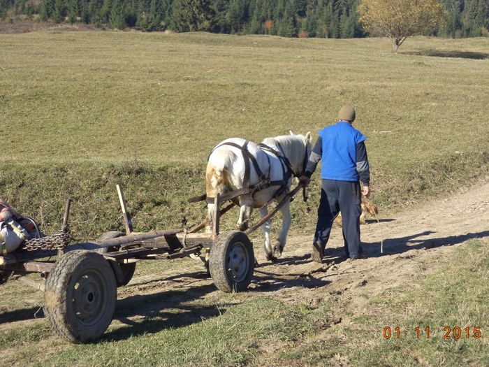 Doina iapa lui Petrea