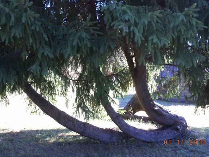 Molidul cu trei tulpini-88