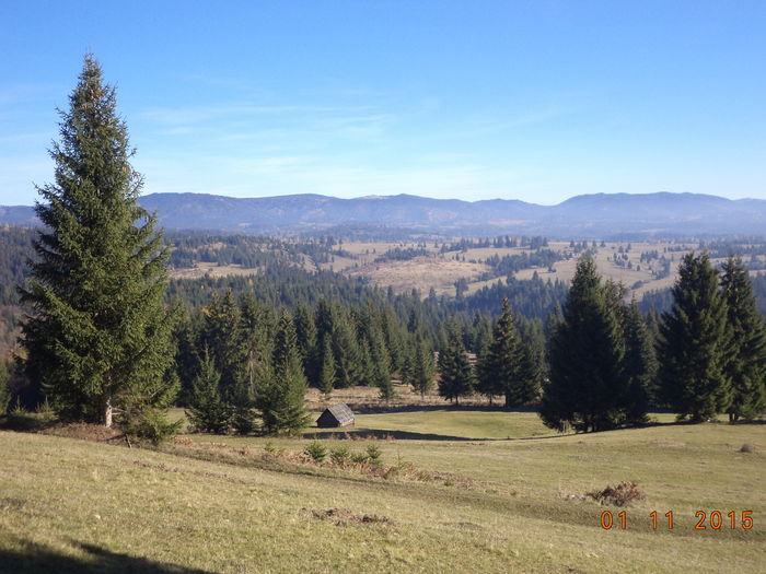 Paduri si iar paduri