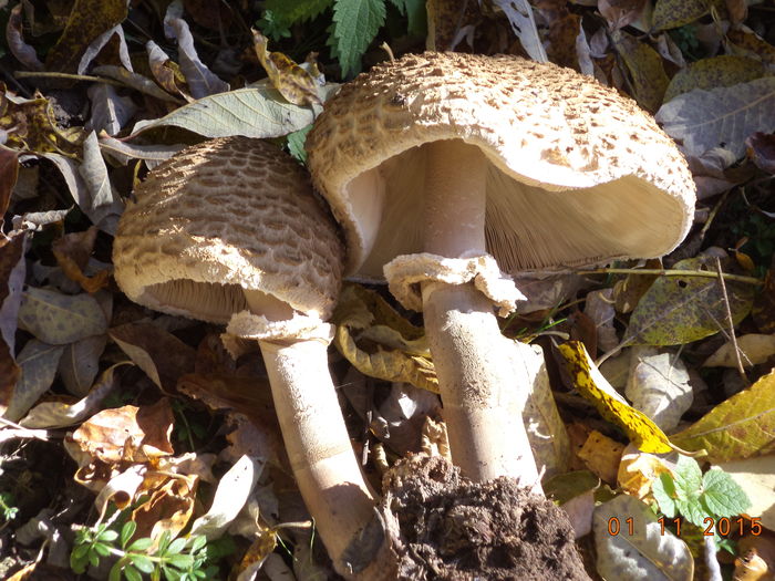 Piciorul-caprioarei-2