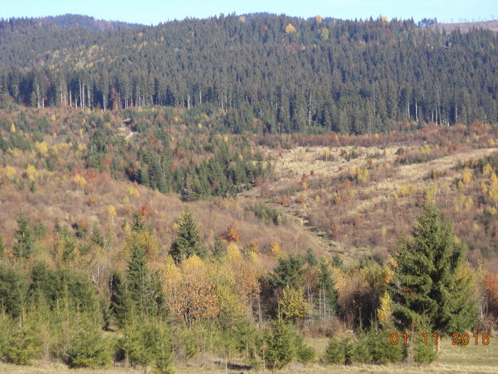 Si locuri pentru capre