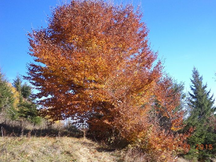 Un fag cu frunze ruginii