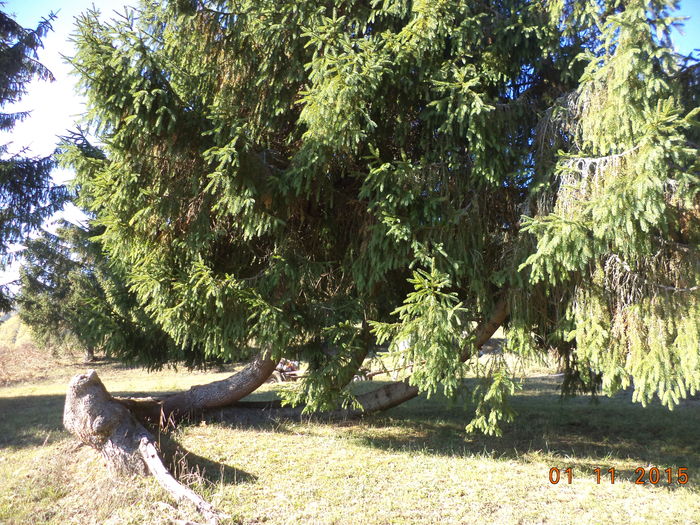 Un molid cu trei tulpini