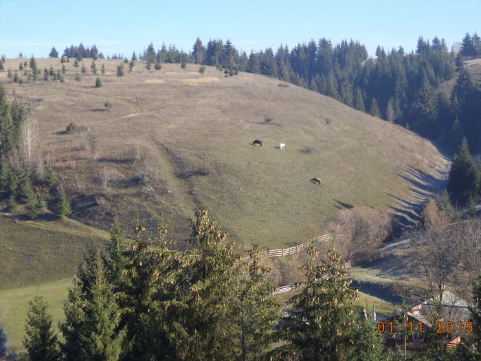 Vaci care inca mai pasc