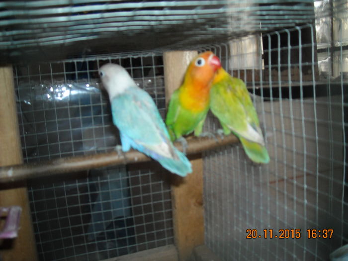 DSCN0009 - Pui agapornis