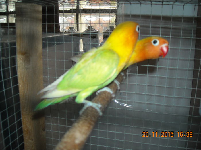 DSCN0014 - Pui agapornis