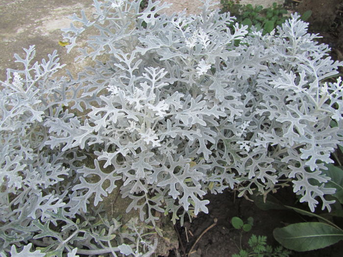 Cineraria - c Toamna