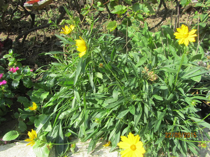 Coreopsis heliot (2)