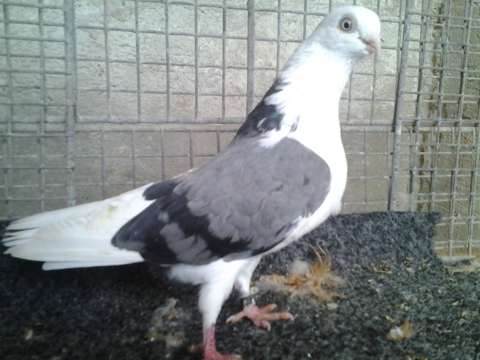 porumbita