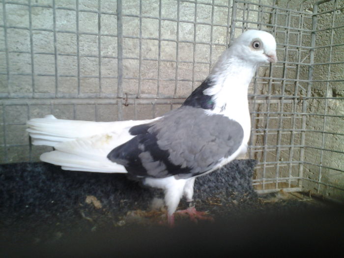 porumbita