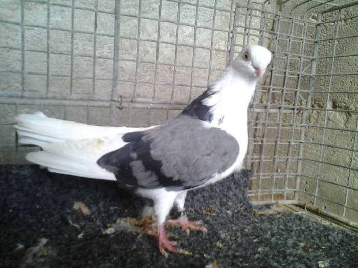 porumbita