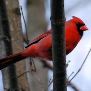 61635_e451c7ece03064362ac378f84c3647a4_mdsq - BIRDS