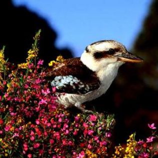 61964_7749bd18431d992d53c79a965bdf6b78_mdsq - BIRDS