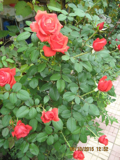 Picture 4739