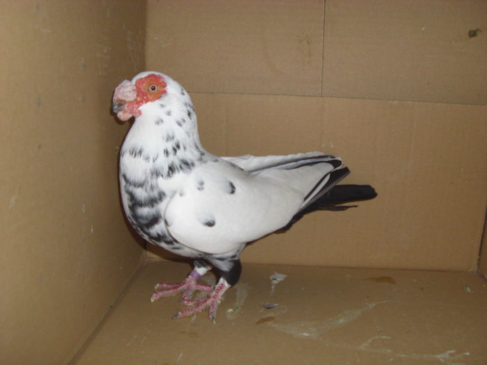 F -  stilp al volierei mele