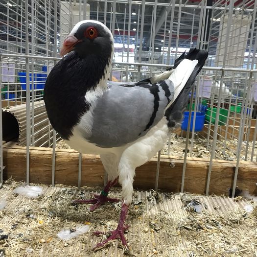 16763 gaina maghiara