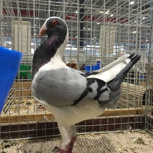 16765 - 1534b carunculati gaina