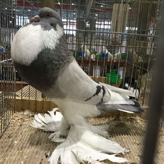 17379 gusat pomerania