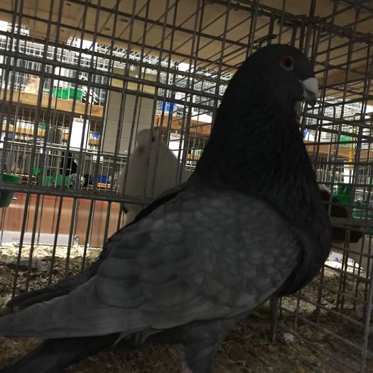 18132a gusat jiennense