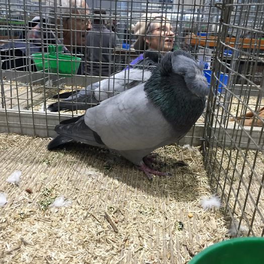 19265 tobosar francez