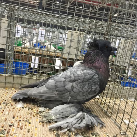 19303 tobosar german