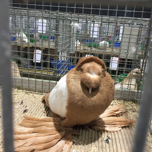 19319 tobosar drezda