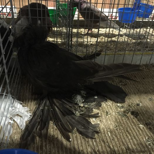 19326a tobosar buhara