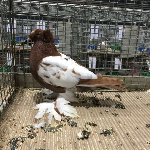 19335 tobosar aukstaitija