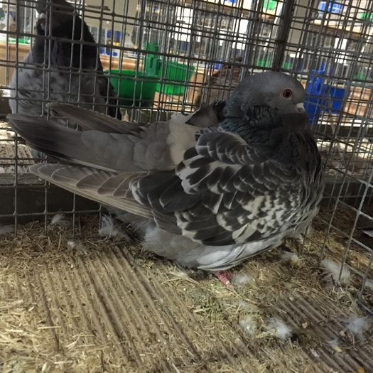 20028 pescarus chinez