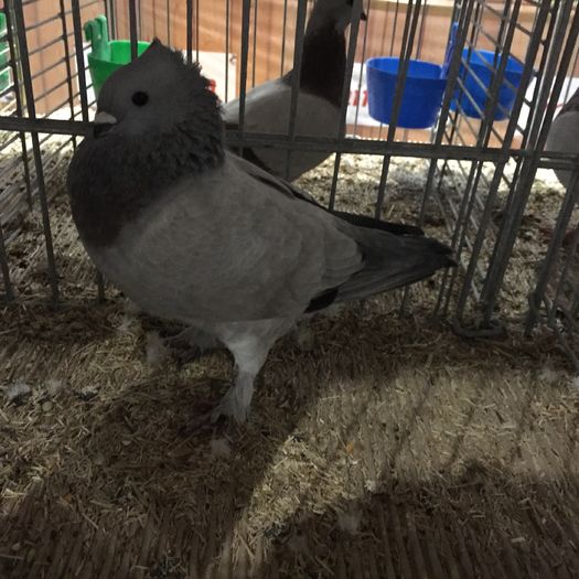 19046a unicolor lucerna