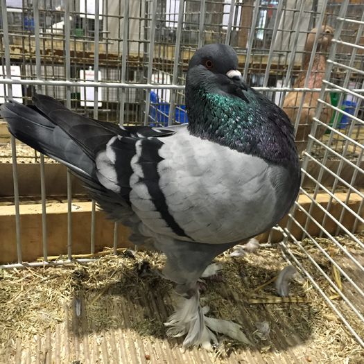 22953 por baranja - 1534e zburatori jucatori