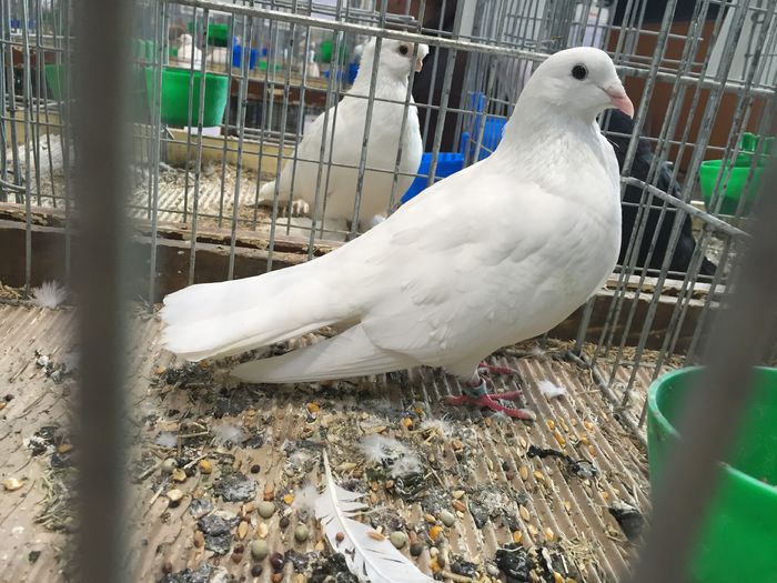 23507 zb kazanlak - 1534e zburatori jucatori