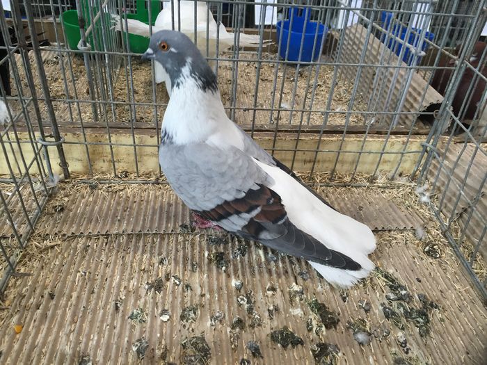 23531a zb codalb muntenia - 1534e zburatori jucatori