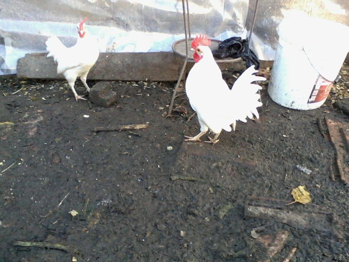 italiana alba pitica