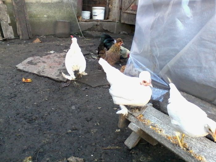 Burmese si italiana pitica