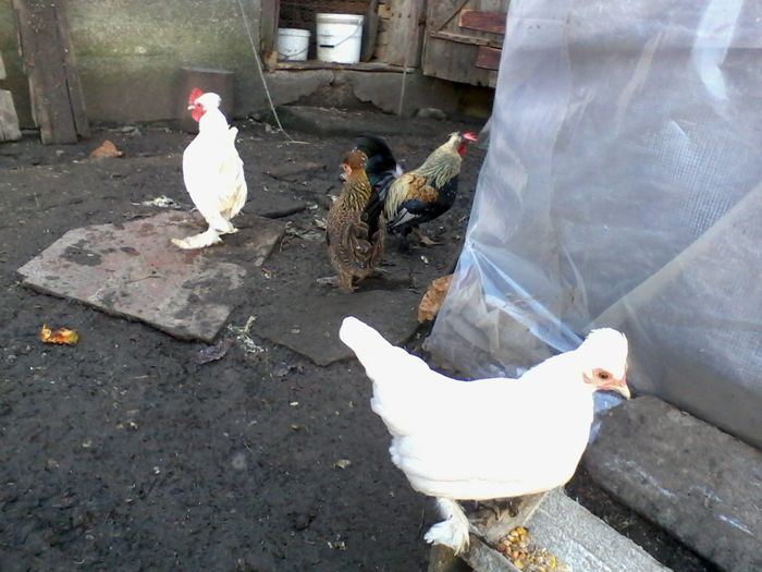 Burmese bantams