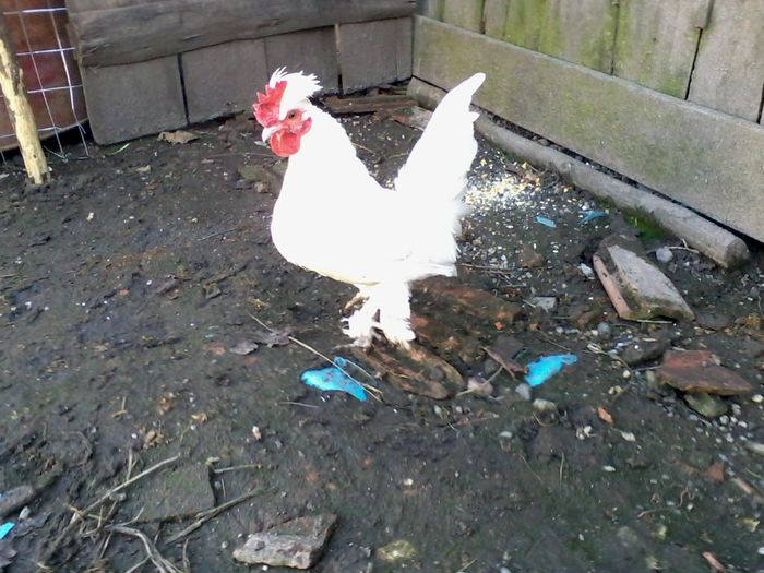 Burmese alb bantams