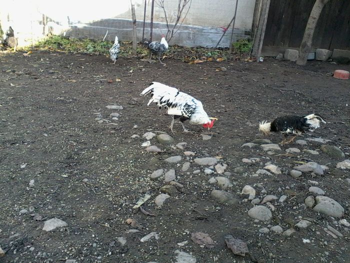 hamburg argintiu si motata olandeza bobata