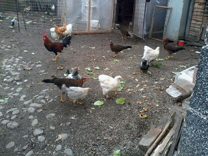 ; italiana potarnichie , cochinchina alb si cochinchina galben
