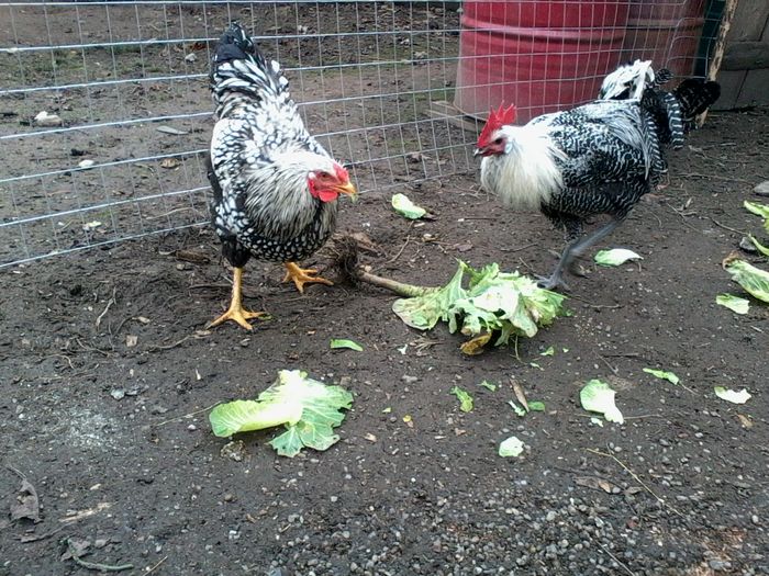 wiandotte argintiu si brakel argintiu - Gaini de rasa 2015-2016