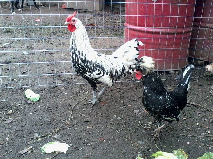 hamburg argintiu si motata olandeza bobata