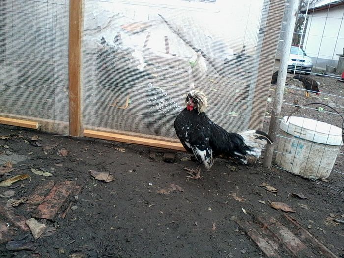 motata olandeza bobata