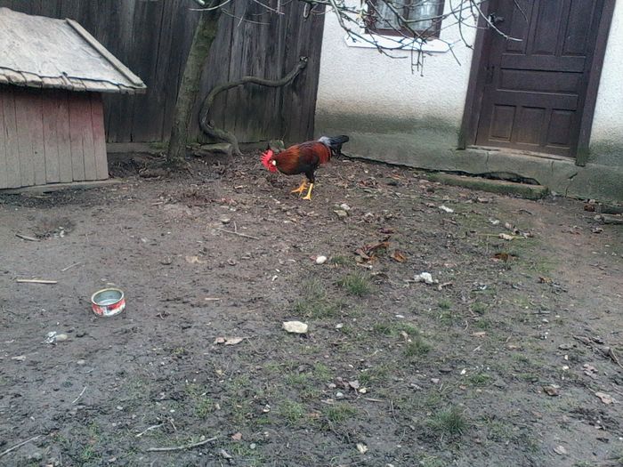 Italiana Potarnichie