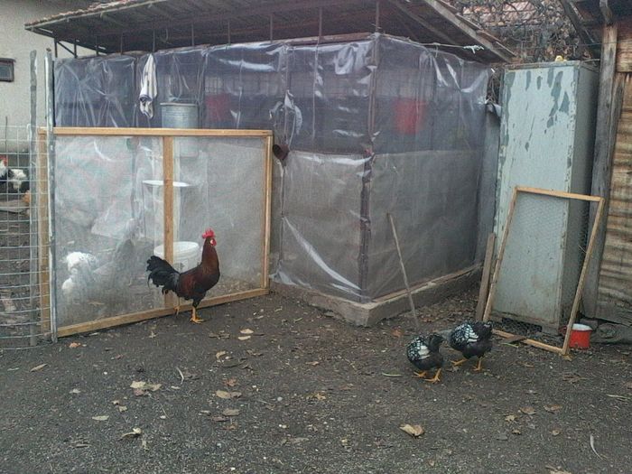 Una din casele gainilor