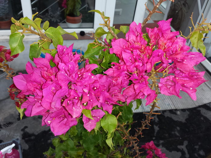  - Bougainvillea - 2015