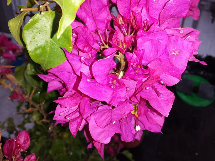  - Bougainvillea - 2015