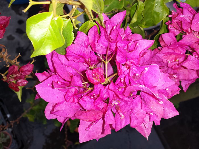  - Bougainvillea - 2015